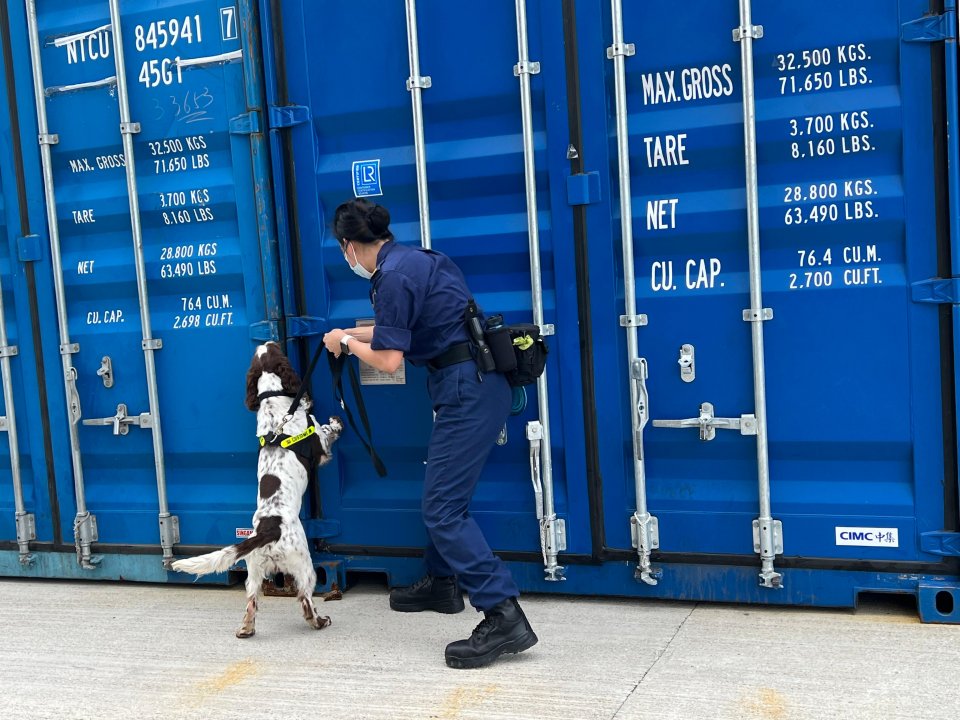 detector dog at work